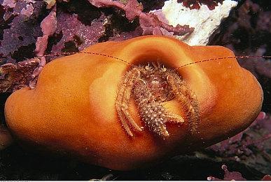 《纵横命途》全新试玩版上架Steam 年内EA发售