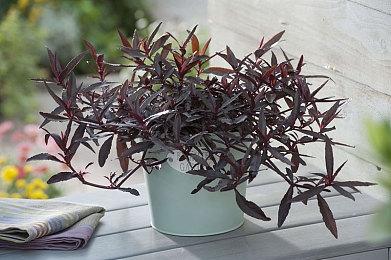 史上最燃汉献帝《英雄立志传：三国志》三兴炎汉 逆天改命